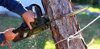 Best Firewood Processing and Delivery  in Roswell, NM