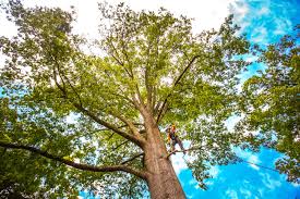 Best Tree Maintenance Programs  in Roswell, NM