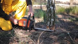 Best Tree Health Inspection  in Roswell, NM