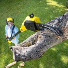 Reliable Roswell, NM Tree Removal Solutions