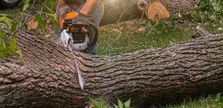 Best Tree and Shrub Care  in Roswell, NM