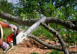 Best Lawn Maintenance Plans  in Roswell, NM