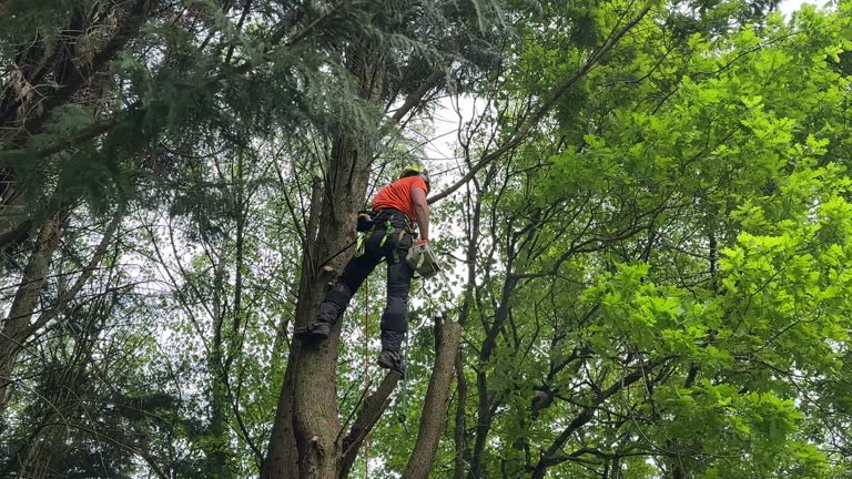 Best Tree Cabling and Bracing  in Roswell, NM