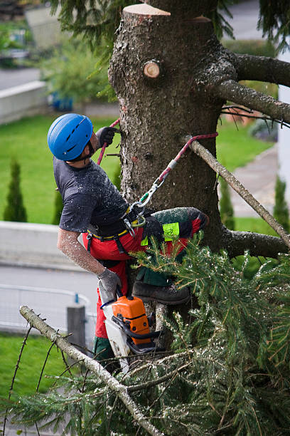 Best Tree Risk Assessment  in Roswell, NM