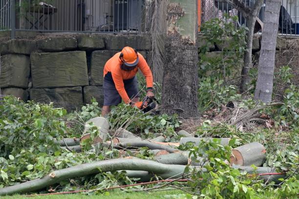 Tree and Shrub Care in Roswell, NM