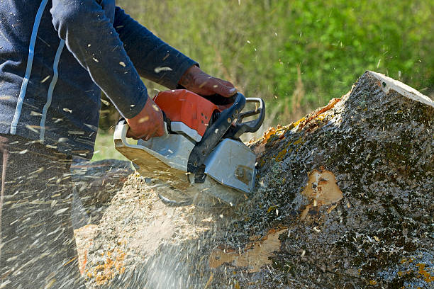 Best Weed Control  in Roswell, NM