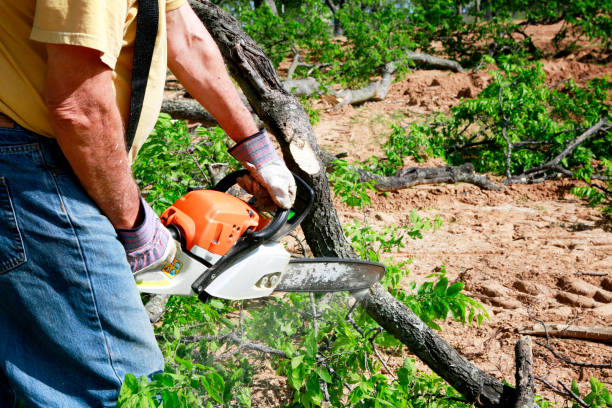 Best Tree Trimming and Pruning  in Roswell, NM